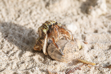 hermit crab moves in a shell on the sand, close up