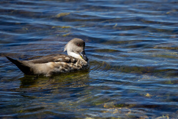 A Patagonian crested duck (lophonetta specularioides specularioides) swimming near Port Stanley, Falkland Islands.