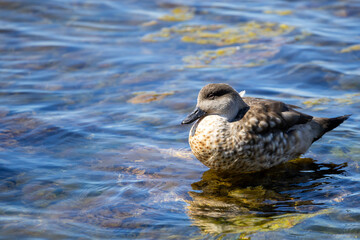 A Patagonian crested duck (lophonetta specularioides specularioides) swimming near Port Stanley, Falkland Islands.