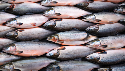 Obraz premium Freshly caught salmon lie next to each other in a symmetrical pattern as a background.
