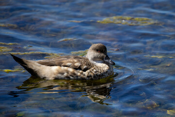 A Patagonian crested duck (lophonetta specularioides specularioides) swimming near Port Stanley, Falkland Islands.