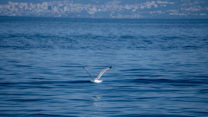 A seagull flies over the sea