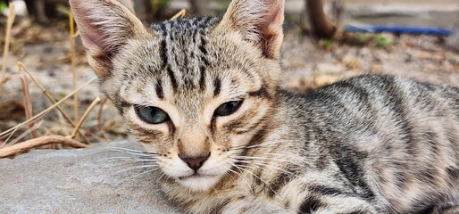 A serene moment captured as our tabby cat enjoys the warm sun on a rock, embodying the essence of tranquility