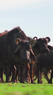 Vertical shot of Indian buffalos grazing in green meadows at Banni Grasslands Reserve, Gujarat. Agriculture and livestock concept. Cattles in green farm. Healthy Domestic animals at outdoors.