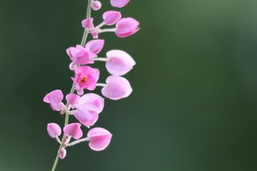 pink orchid on black background