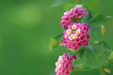 The beauty of the pink flowers in the flower fields on a backdrop blurred by the morning sun, spring time.