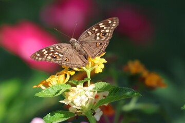 butterfly on flower