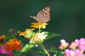 butterfly on flower