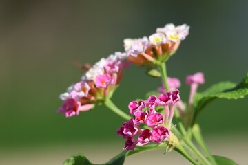 The beauty of the pink flowers in the flower fields on a backdrop blurred by the morning sun, spring time.