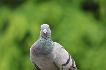 Pigeons carry the cryptococcus germ, which can cause people to become ill with pneumonia.