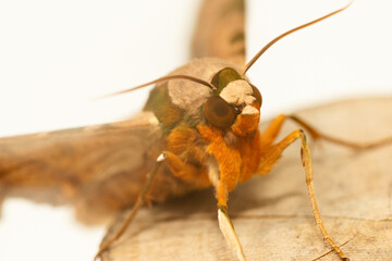 スズメガの顔アップ