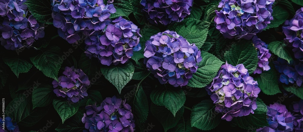 Poster lush green foliage surrounds vibrant purple hydrangeas in full bloom set against a serene backdrop w