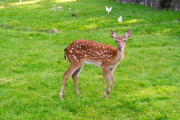 A baby deer with big ears looks at the camera in Grodno, Belarus