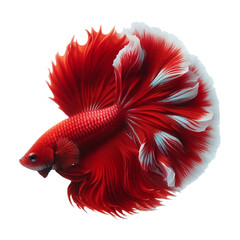 Fototapeta premium Bright Red Betta Fish with White Tips