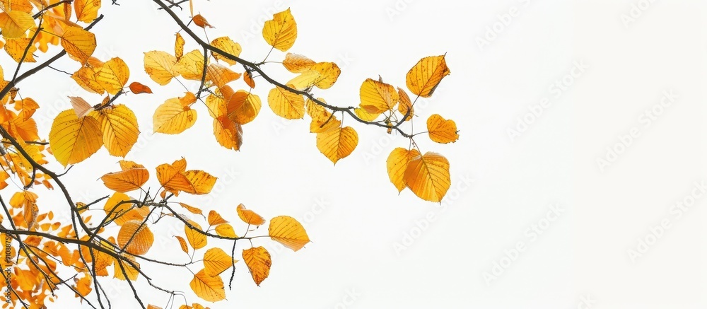 Leinwandbilder an uncommon autumn season with yellow leaves on tree branches against a blank background creating a 