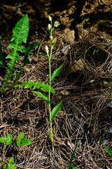 Obraz premium White helleborine // Weißes Waldvöglein (Cephalanthera damasonium)