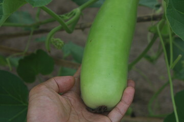 Obraz premium agricultural, agriculture, agroforestry, agronomy, water gourd plants in farmers' plantations with rain-fed methods in Indonesia. water gourd. organic.
