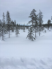 snow covered pine trees