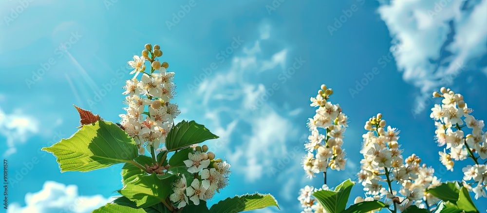 Aufkleber flowering chestnuts set against a backdrop of a blue sky with fluffy clouds offering copy space imag