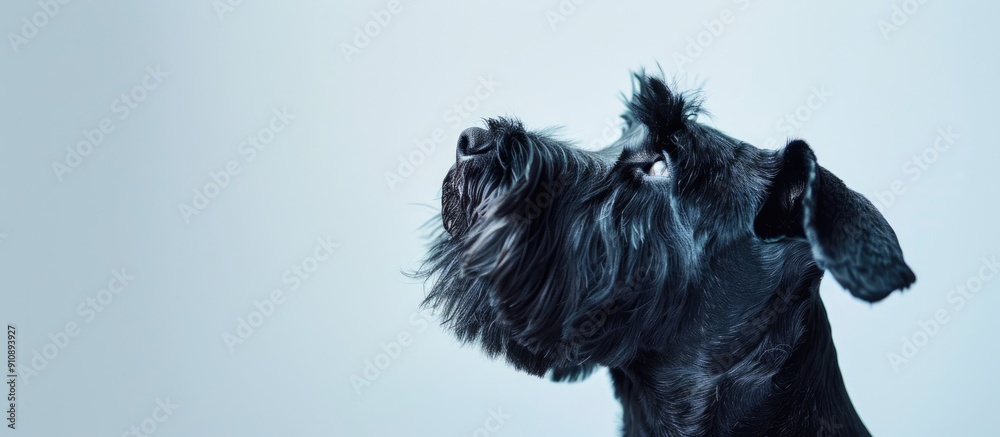 Poster giant schnauzer dog in closeup view against white backdrop gazing upward with copy space image