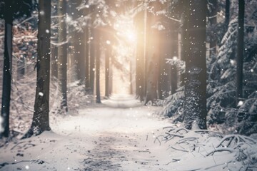 Snowy forest path with sunlight filtering through trees, creating a peaceful and enchanting winter scene.