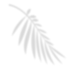 Shadow from tropical leaves. Tropical leaves silhouette in defocus. Mocap. template design transparent, png, translucent