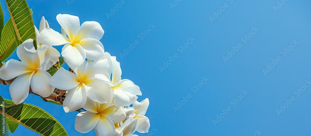 Poster plumeria tree s white flowers against a clear blue sky perfect for adding text or a logo in the copy