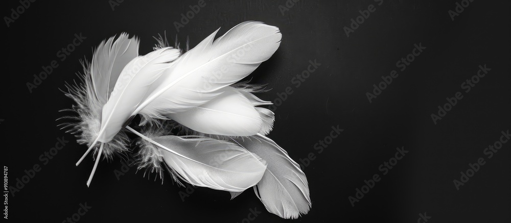 Poster White feathers grouped together against a black background for a copy space image
