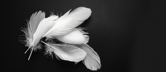 White feathers grouped together against a black background for a copy space image