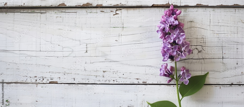 Poster a single lilac flower displayed against a white wooden backdrop with ample copy space image availabl