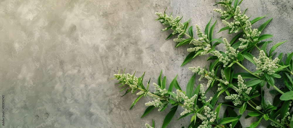 Poster a herb called mugwort with a copy space image