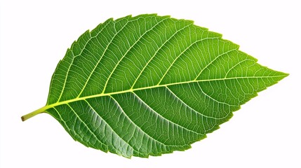 a single green leaf with intricate veins and texture, isolated on a white background for botanical illustration.