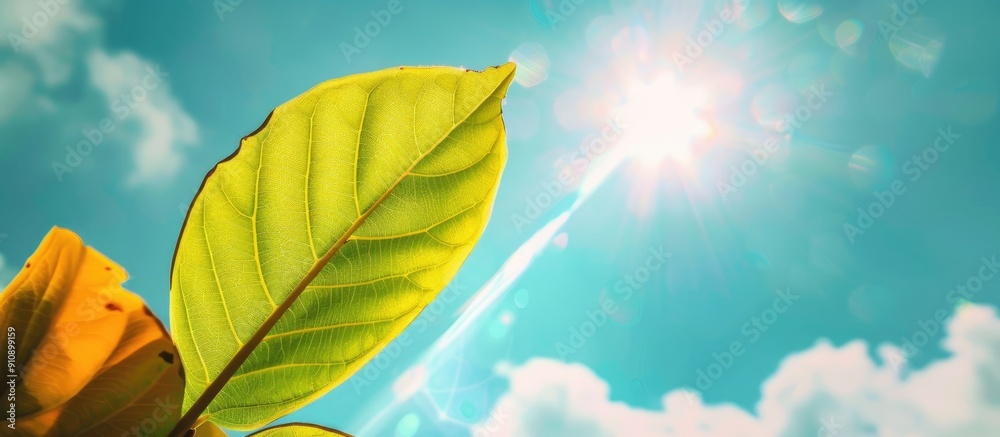 Poster stunning flower leaf against a bright sky with sun rays suitable for use as a copy space image