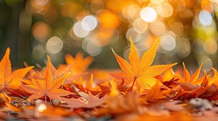 Orange maple leaves on the ground with a bokeh effect defocused background