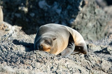 new zealand Fur Seal relax on the costalrock