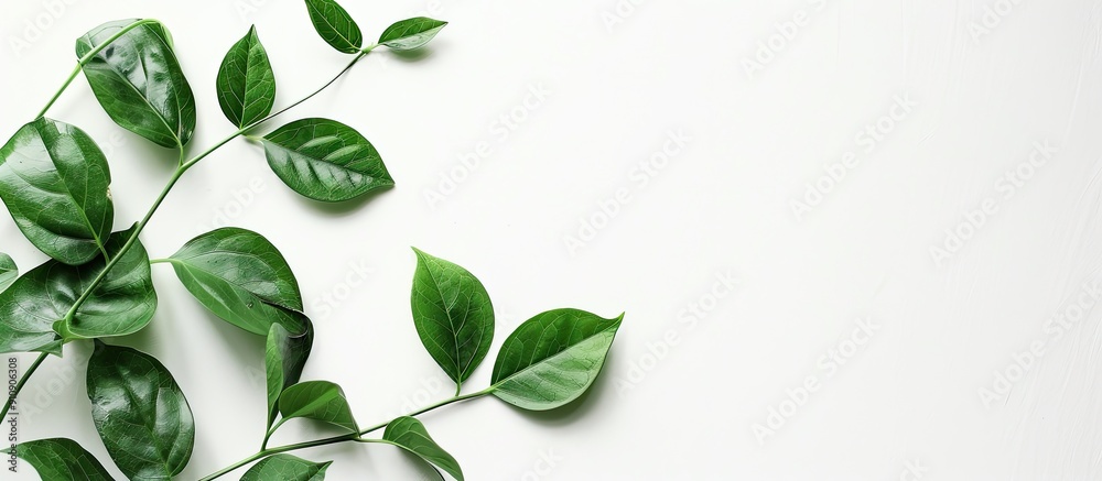 Poster minimalist copy space image featuring leaves on a white backdrop