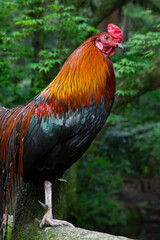鮮やかな鶏