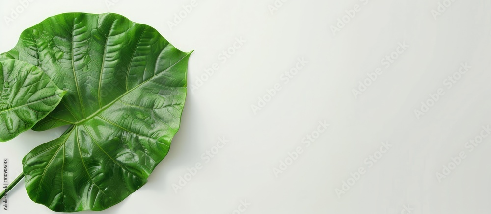 Poster Taro on a clear white surface with ample copy space image for text or designs