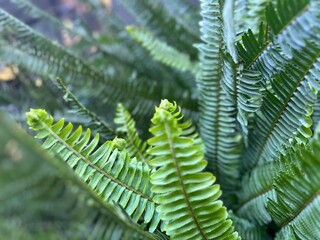 Fern leaved Boston 