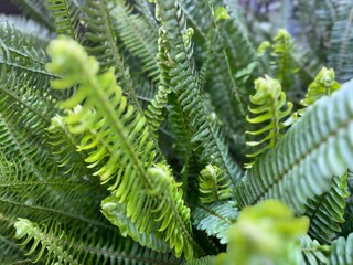 Fern leaved Boston 