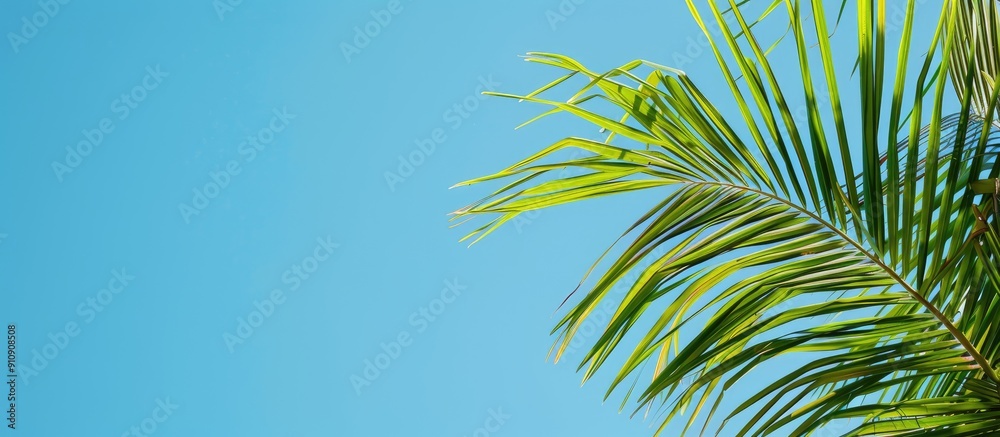 Poster palm frond displayed in front of a vibrant blue sky as a copy space image