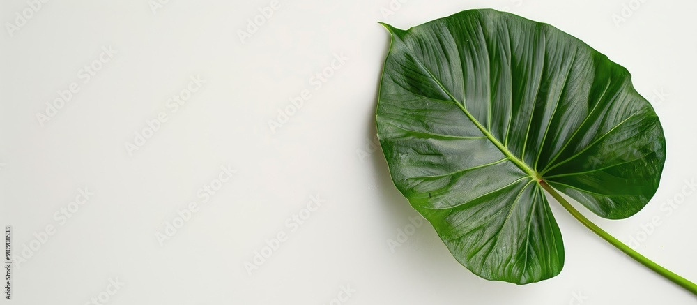 Poster Taro on a clear white surface with ample copy space image for text or designs