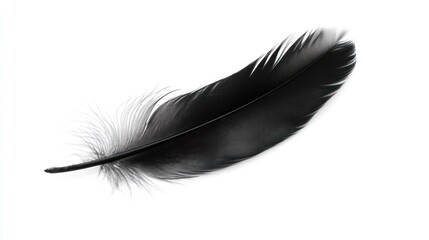 A Single Black Feather on White Background