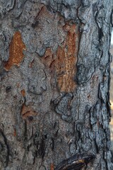 Background and texture of tree trunk close up.