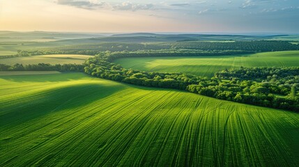 Obraz premium Agro culture, green fields, nature, view from above