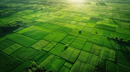 Agro culture, green fields, nature, view from above