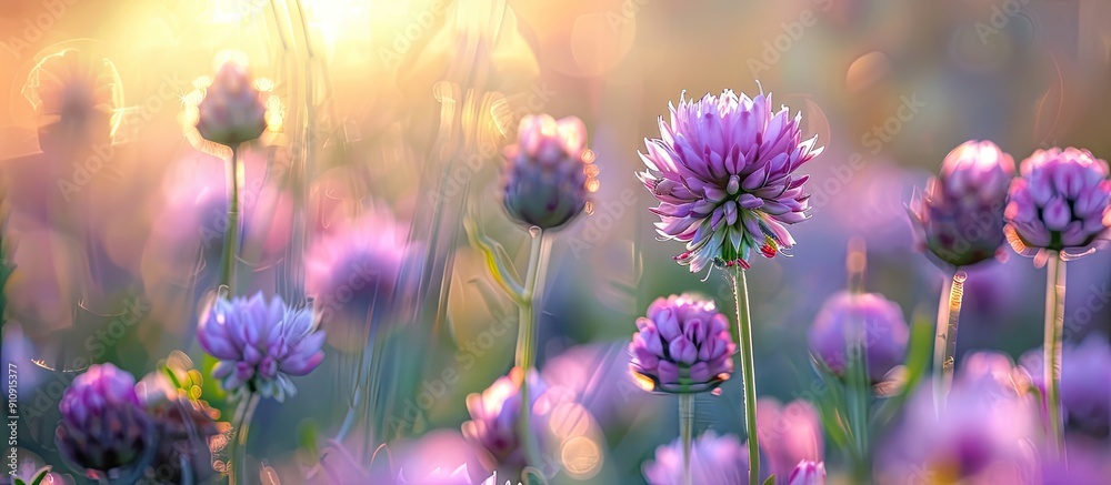 Fototapete meadow wild flower in bloom with selective soft focus for a copy space image