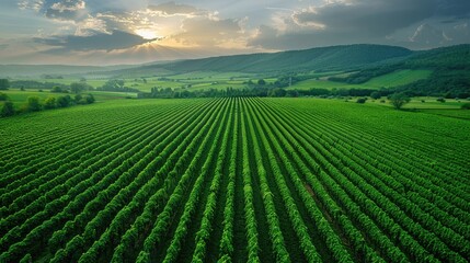 Agro culture, green fields, nature, view from above