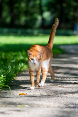 Cat walks in the park