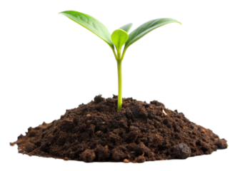 young plant sprout growing from soil isolated on white and transparent background